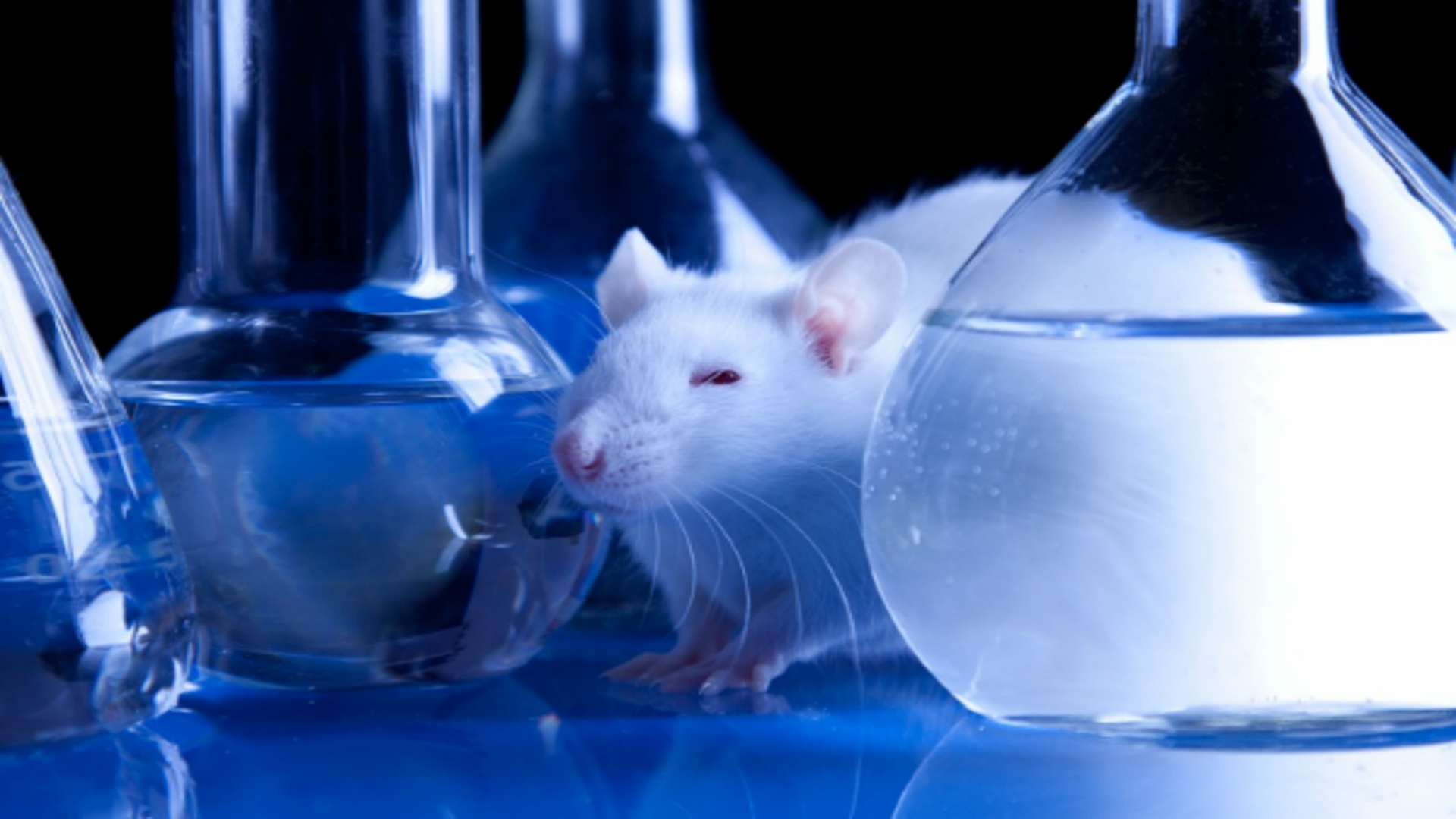 Rationality, Emotion, and Ethics: Rethinking Animal Experimentation
