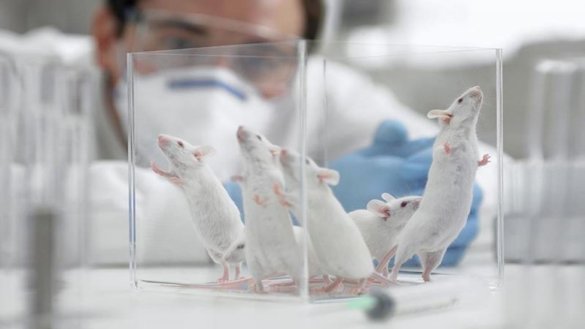 Should Animal Testing Be Banned?