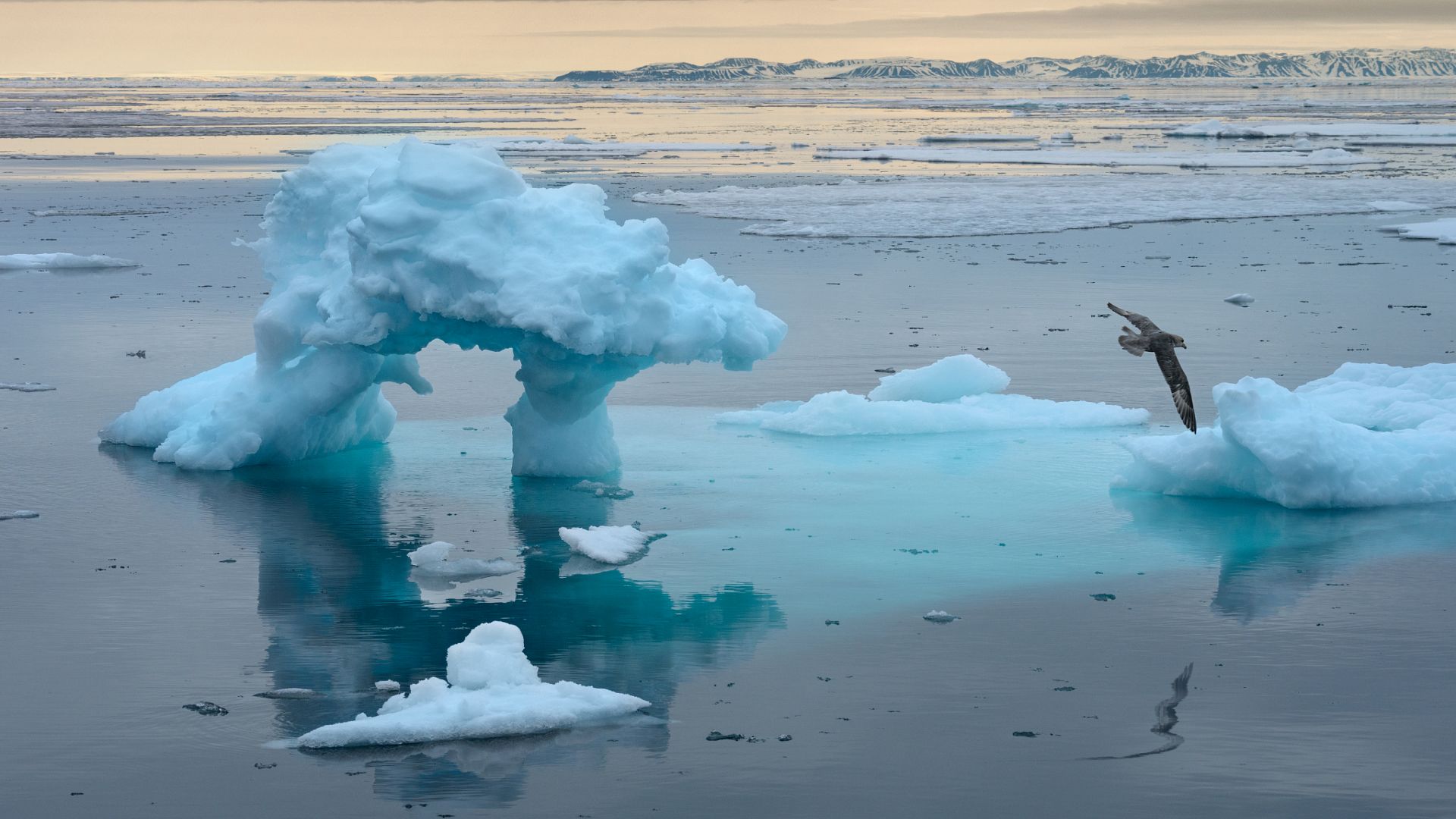 Antarctic Sheet Viruses: An Ignored Threat to Global Public Health